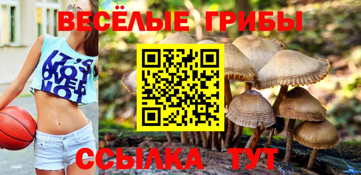 Псилоцибиновые грибы Psilocybe Бугульма